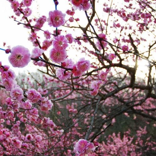 Plum Czar - Future Forests