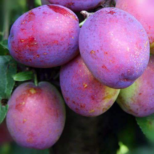 Plum Jubilee - Future Forests