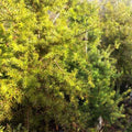 Podocarpus hallii kiwi - Future Forests