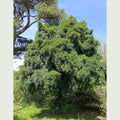 Podocarpus salignus - Future Forests
