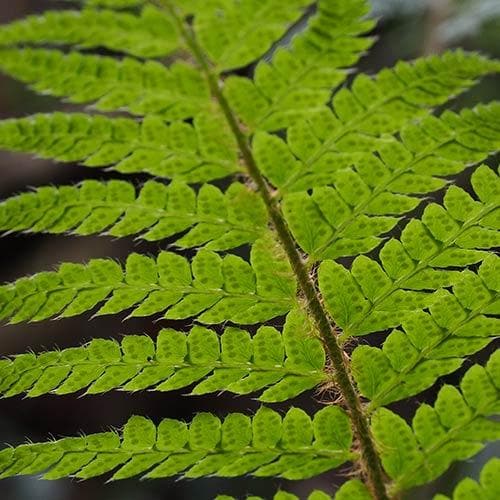 Polystichum polyblepharum