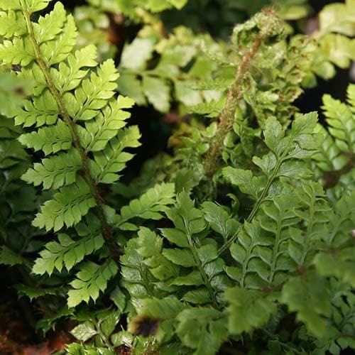 Polystichum polyblepharum