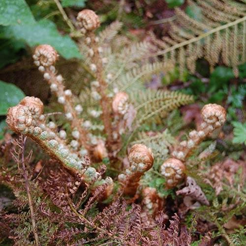 Polystichum setiferum
