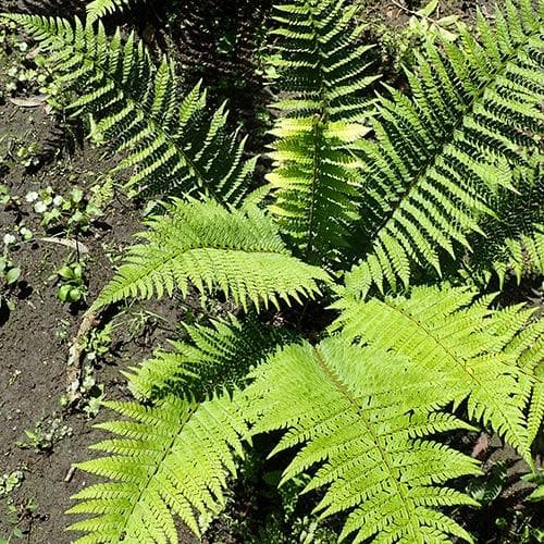 Polystichum setiferum