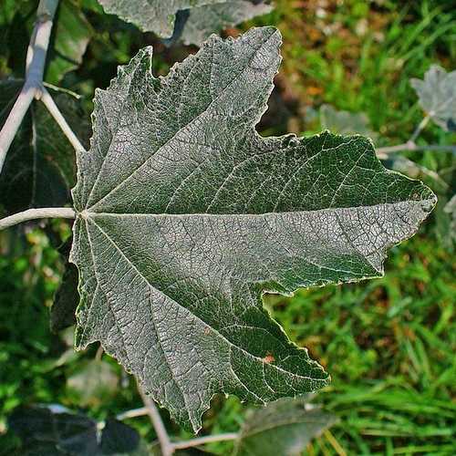 Populus Alba - Silver Poplar - Future Forests