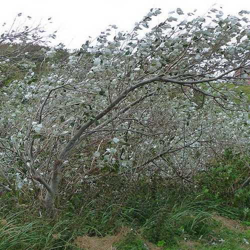 Populus Alba - Silver Poplar - Future Forests