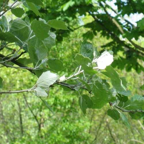 Populus Alba - Silver Poplar - Future Forests