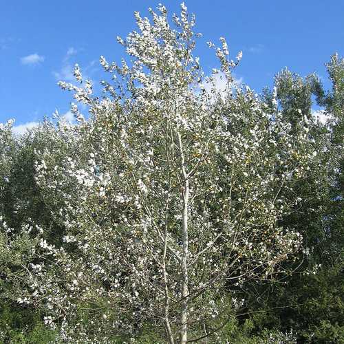 Populus Alba - Silver Poplar - Future Forests