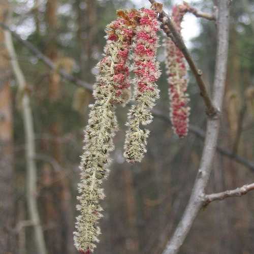 Populus tremula - Aspen - Future Forests