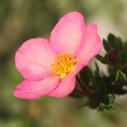Potentilla fruticosa Lovely Pink - Future Forests