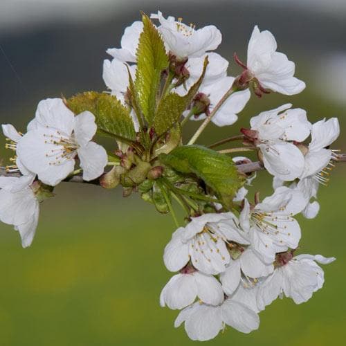 Prunus x incisa Woodfield Cluster - Future Forests