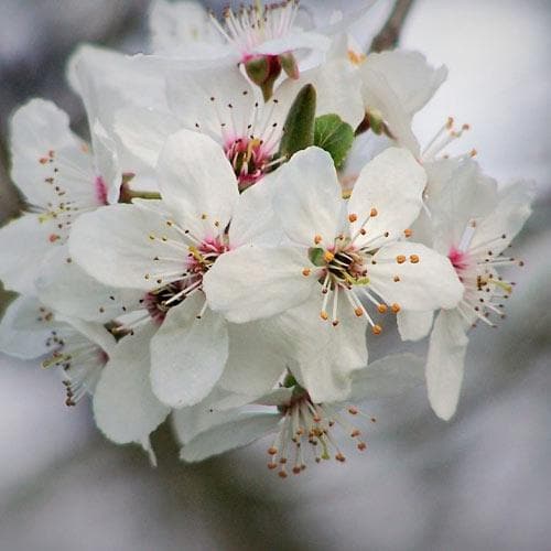 Prunus x incisa Woodfield Cluster - Future Forests