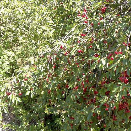 Prunus avium - Wild Cherry - Future Forests