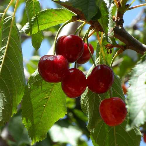 Prunus avium - Wild Cherry - Future Forests