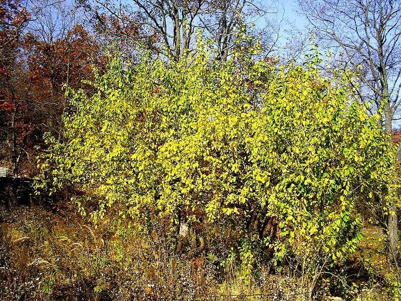 Prunus cerasifera - Future Forests