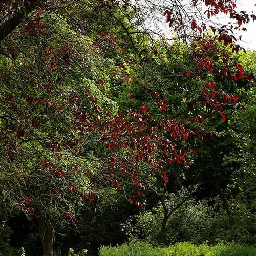 Prunus cerasifera Pissardii - Purple Plum - Future Forests