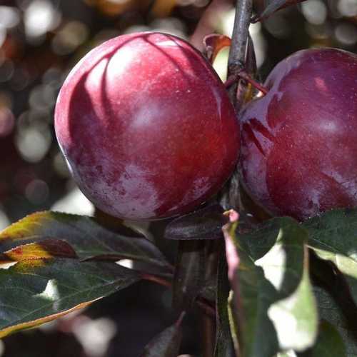 Prunus cerasifera Pissardii - Purple Plum - Future Forests