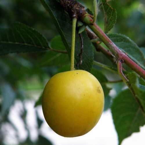 Prunus insititia - Bullace - Future Forests