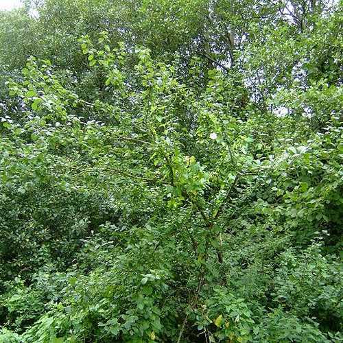 Prunus insititia - Bullace - Future Forests