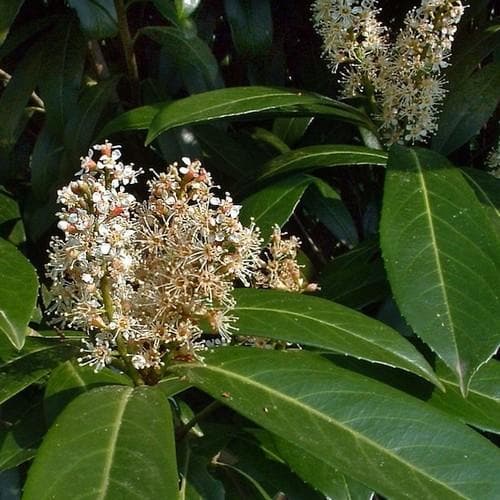 Prunus laurocerasus Caucasica - Future Forests