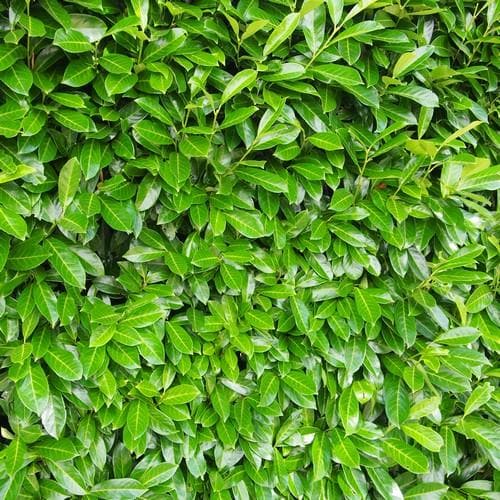 Prunus laurocerasus Rotundifolia - Cherry Laurel - Future Forests