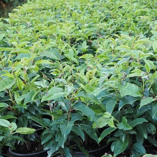 Prunus lusitanica - Portugal Laurel - Future Forests