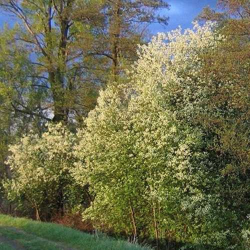 Prunus padus - Bird Cherry - Future Forests