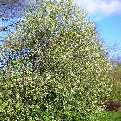 Prunus padus - Bird Cherry - Future Forests