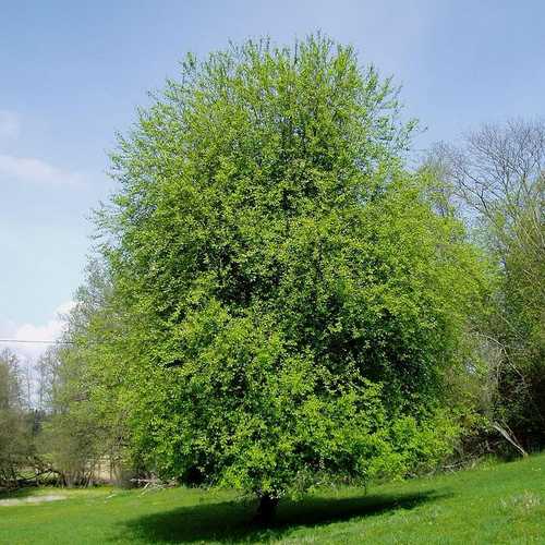 Prunus padus - Bird Cherry - Future Forests