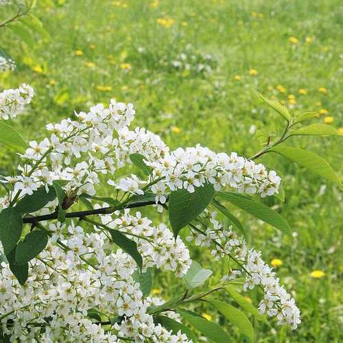 Prunus padus - Bird Cherry - Future Forests