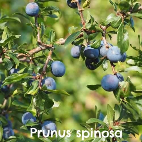 Wildlife Fruiting Hedge Mix - Future Forests