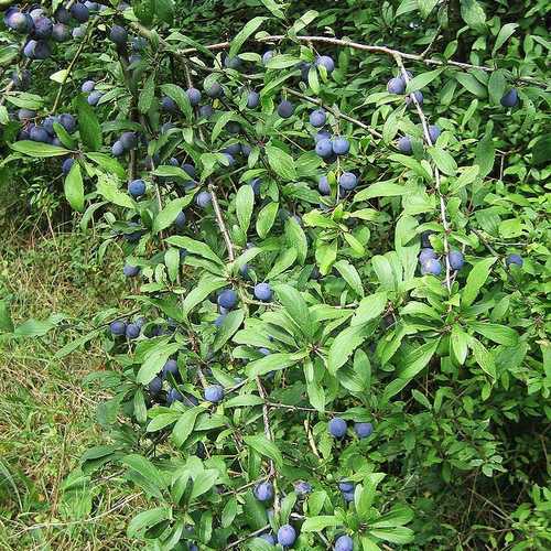 Prunus spinosa - Blackthorn - Future Forests