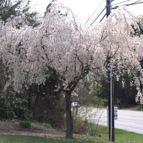 Prunus x yedoensis Shidare-yoshino - Future Forests