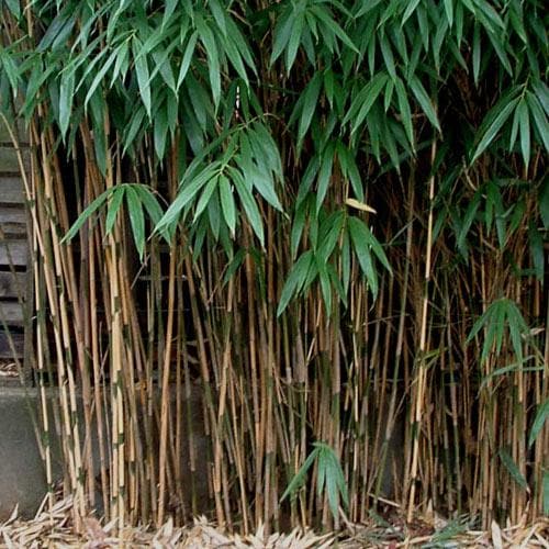 Pseudosasa japonica - Future Forests