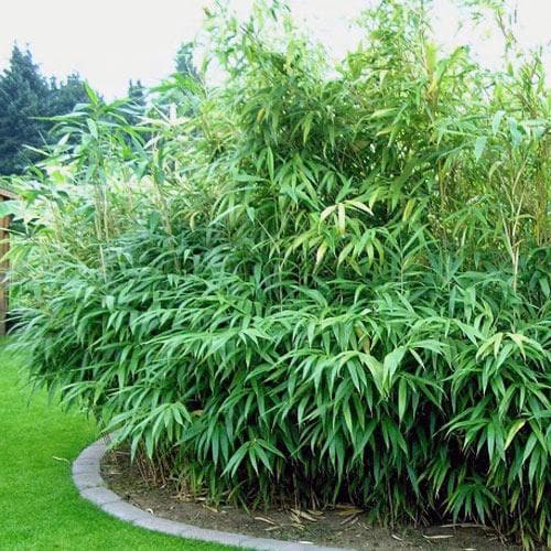 Pseudosasa japonica - Future Forests