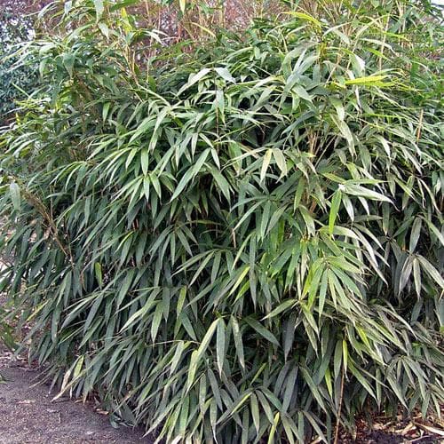 Pseudosasa japonica - Future Forests