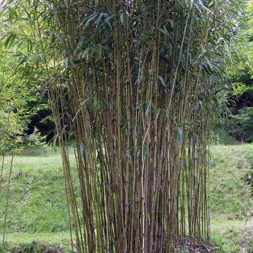 Pseudosasa japonica - Future Forests