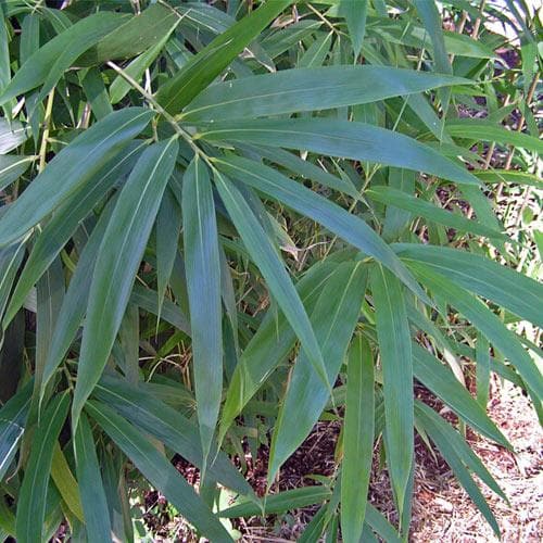 Pseudosasa japonica - Future Forests