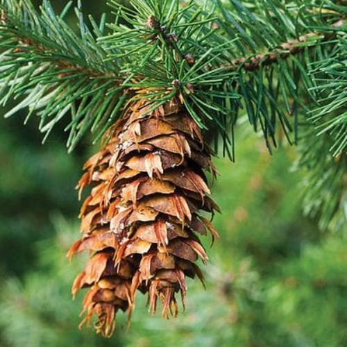 Pseudotsuga menziesii - Douglas fir - Future Forests