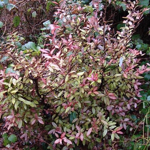 Pseudowintera colorata