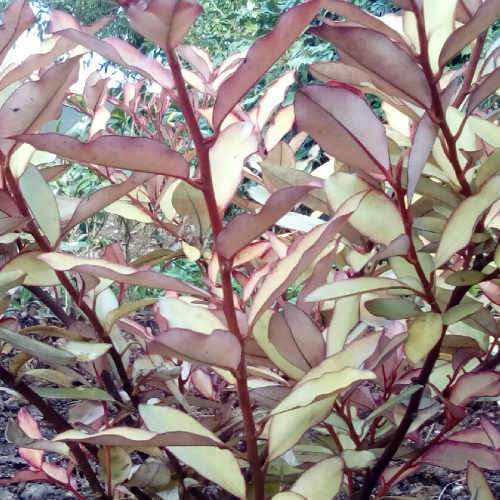 Pseudowintera colorata Marjorie Congreve