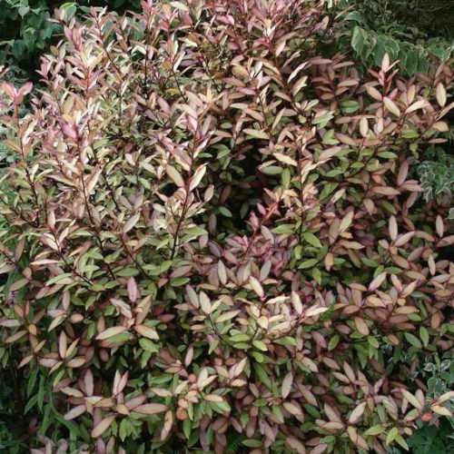 Pseudowintera colorata Marjorie Congreve