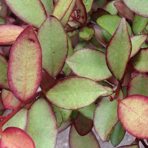 Pseudowintera colorata Marjorie Congreve