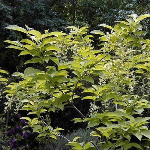 Pterostyrax hispida