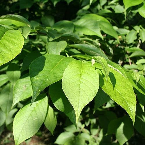 Pterostyrax hispida