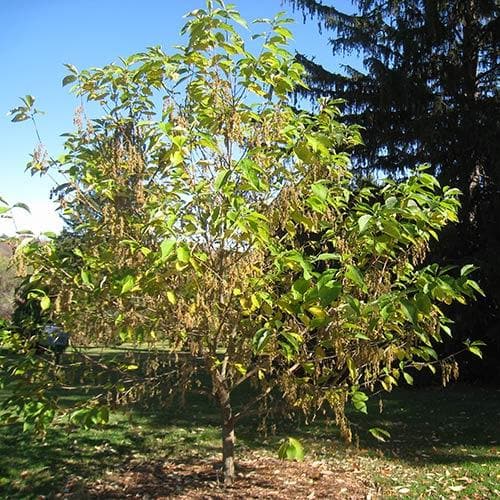 Pterostyrax hispida