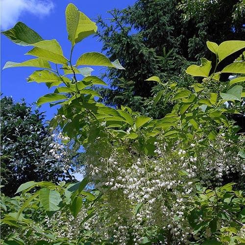Pterostyrax hispida