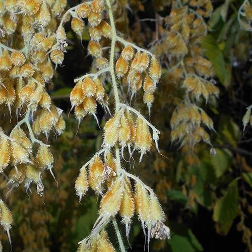Pterostyrax hispida