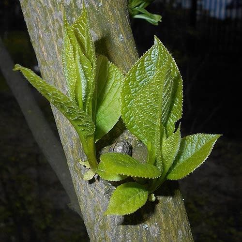 Pterostyrax hispida