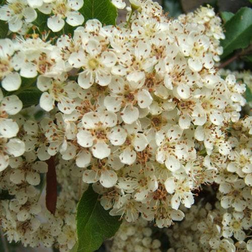 Pyracantha Orange Glow